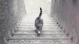 1 cat